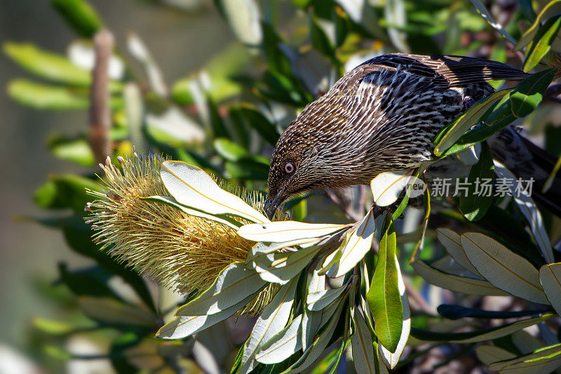 Red Wattlebird （Anthochaera carunculata）